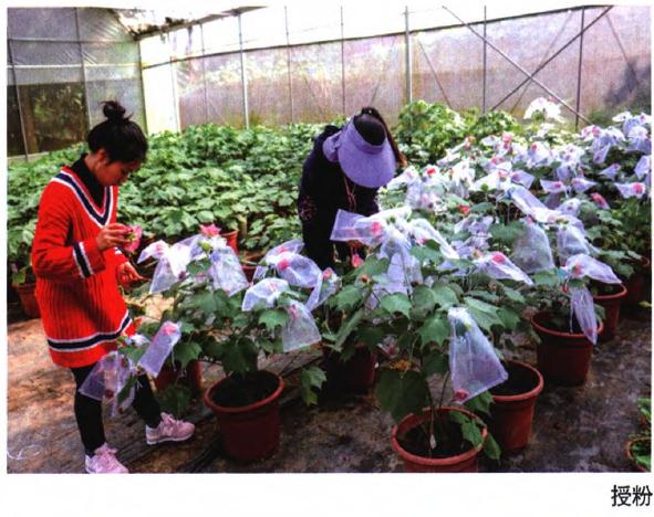 成都市植物园国家芙蓉种质资源库