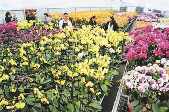 2020年4月郑州花卉行情报告