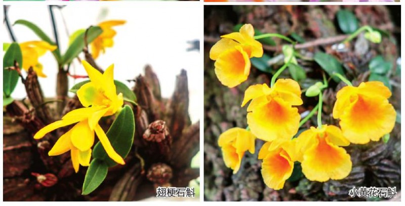 贵州省林业科学研究院石解种质资源库