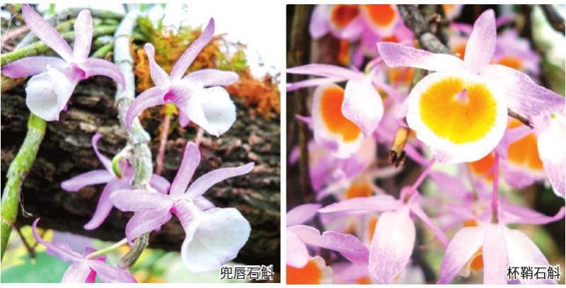 贵州省林业科学研究院石解种质资源库