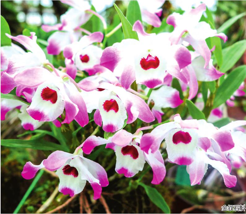 贵州省林业科学研究院石解种质资源库