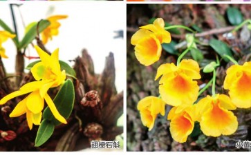 贵州省林业科学研究院石解种质资源库