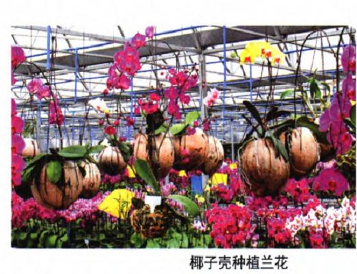 怎么注重三亚兰花应用及科普教育