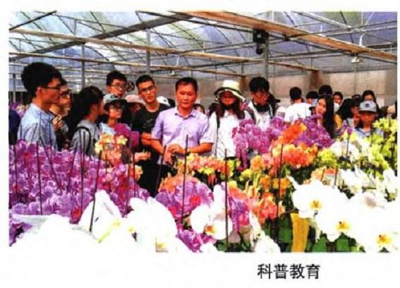 怎么注重三亚兰花应用及科普教育