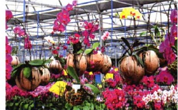 怎么注重三亚兰花应用及科普教育