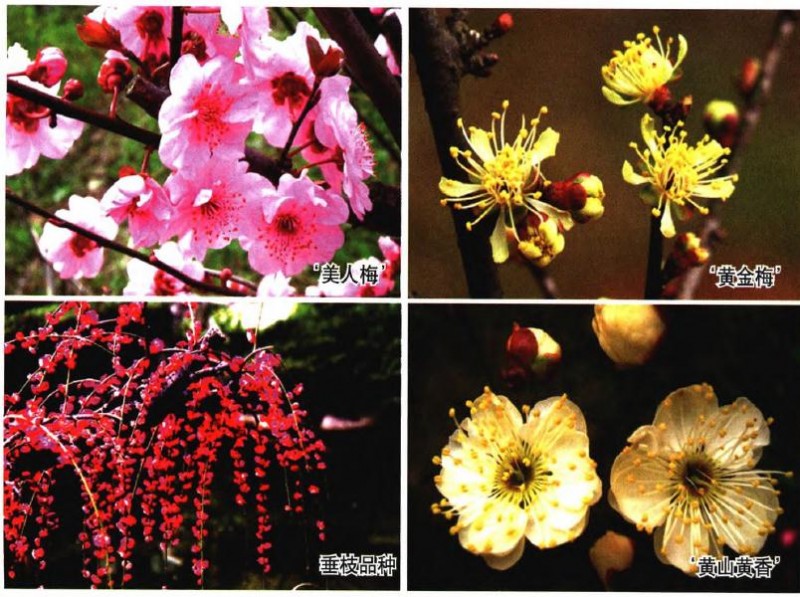 武汉市国家梅花种质资源库