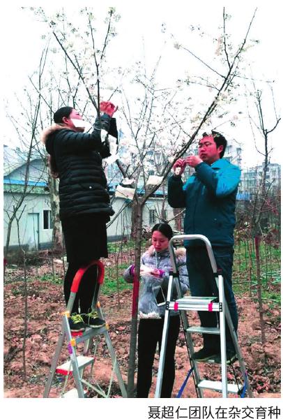 武汉市国家樱花种质资源库