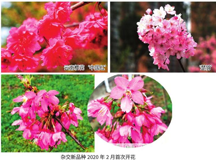 武汉市国家樱花种质资源库