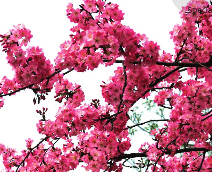 武汉市国家樱花种质资源库