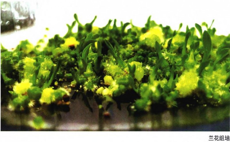 湖南园艺研究所国家蕙兰种质资源库