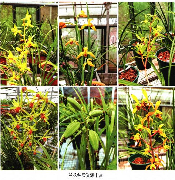 湖南园艺研究所国家蕙兰种质资源库