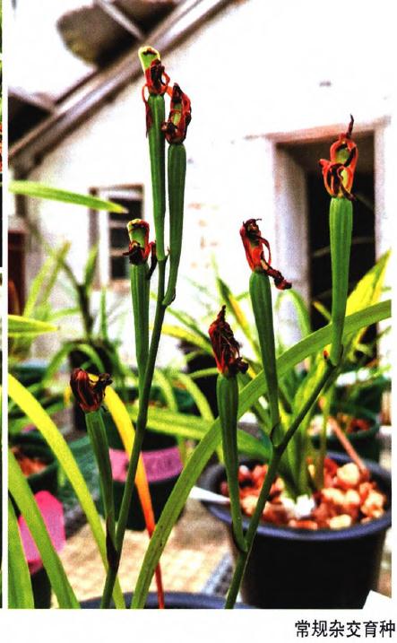 湖南园艺研究所国家蕙兰种质资源库