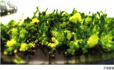 湖南园艺研究所国家蕙兰种质资源库