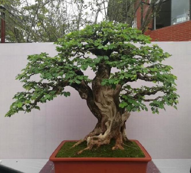 云南省盆景协会召开常务理事会