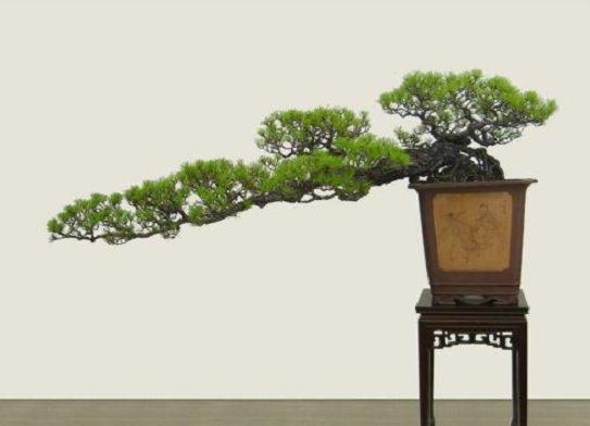 萍乡盆景艺术协会年会圆满举行