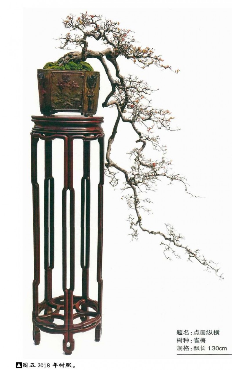 图解 韩学年年教你制作雀梅悬崖盆景