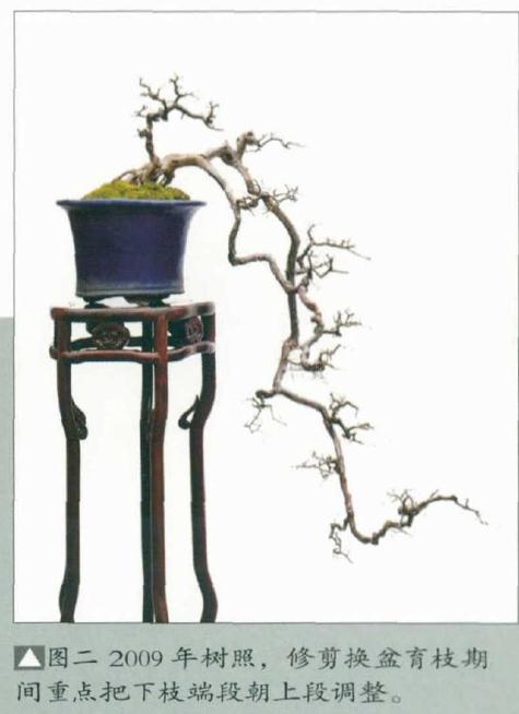 图解 韩学年年教你制作雀梅悬崖盆景