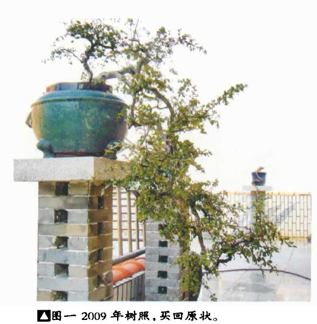 图解 韩学年年教你制作雀梅悬崖盆景