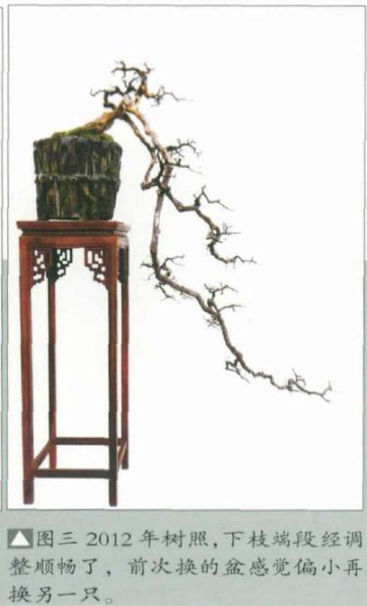 图解 韩学年年教你制作雀梅悬崖盆景
