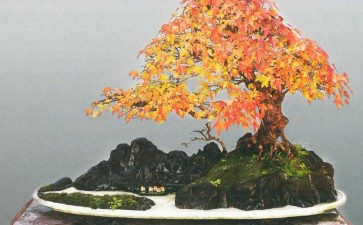 冯连生盆景作品赏 图片