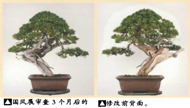 真柏盆景造型实例图解