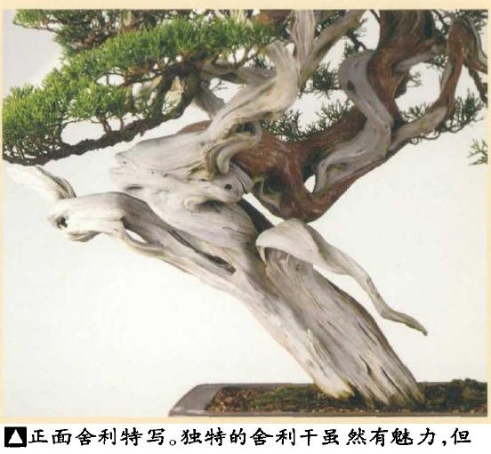 图解 日本真柏盆景怎么造型的实例