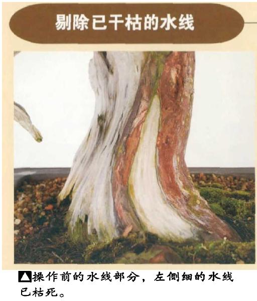 图解 日本真柏盆景怎么造型的实例