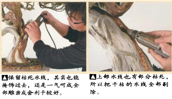 图解 日本真柏盆景怎么造型的实例