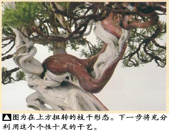 图解 日本真柏盆景怎么造型的实例