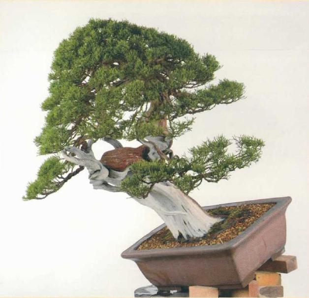 图解 日本真柏盆景怎么造型的实例