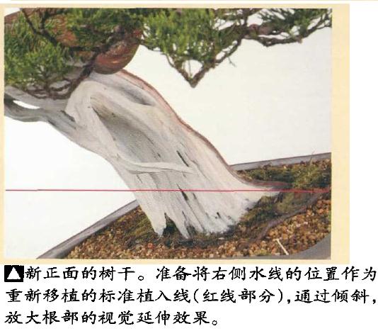 图解 日本真柏盆景怎么造型的实例