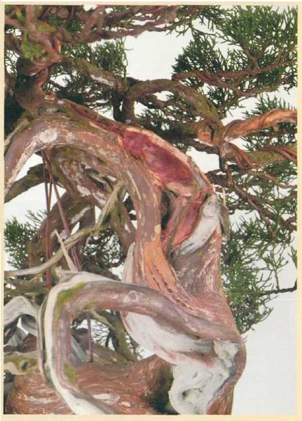 图解 日本真柏盆景怎么造型的实例