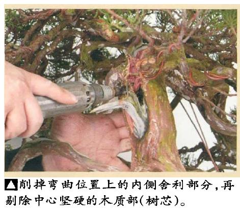 图解 日本真柏盆景怎么造型的实例