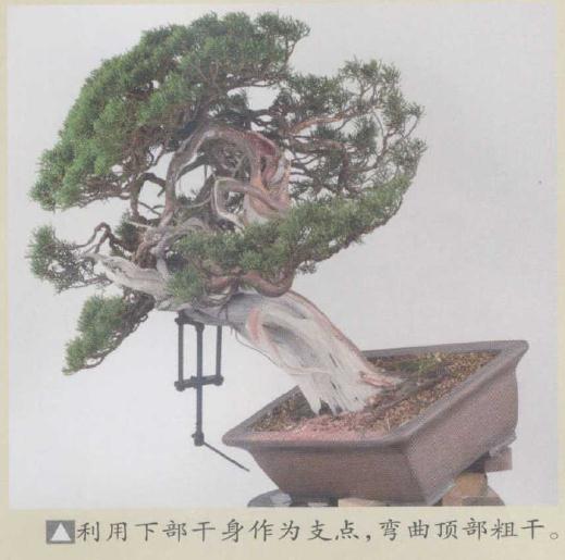 图解 日本真柏盆景怎么造型的实例