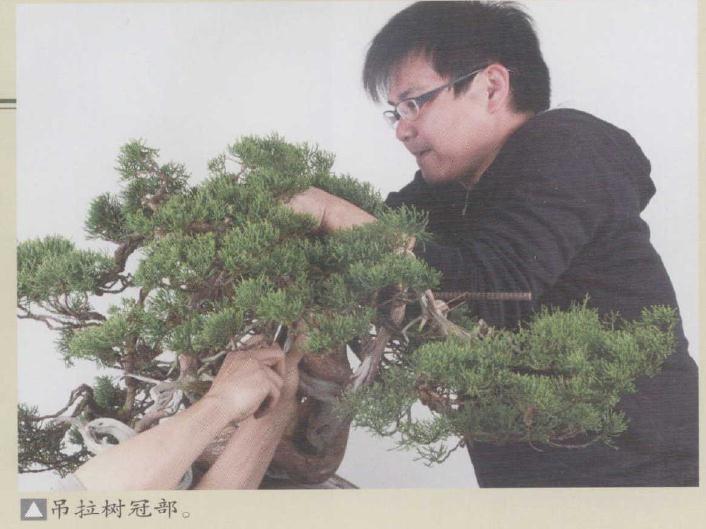 图解 日本真柏盆景怎么造型的实例