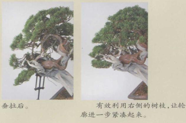 图解 日本真柏盆景怎么造型的实例
