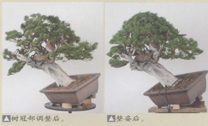 图解 日本真柏盆景怎么造型的实例