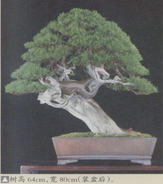 图解 日本真柏盆景怎么造型的实例