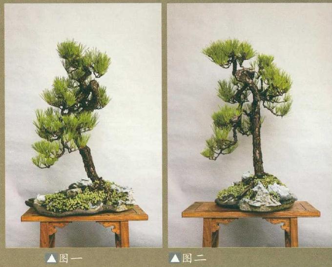 为什么说盆景具有残缺美 图片