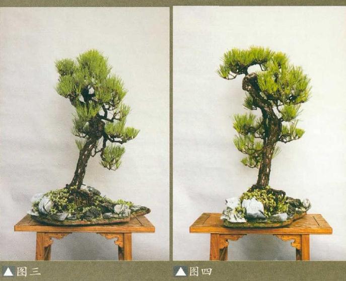 为什么说盆景具有残缺美 图片