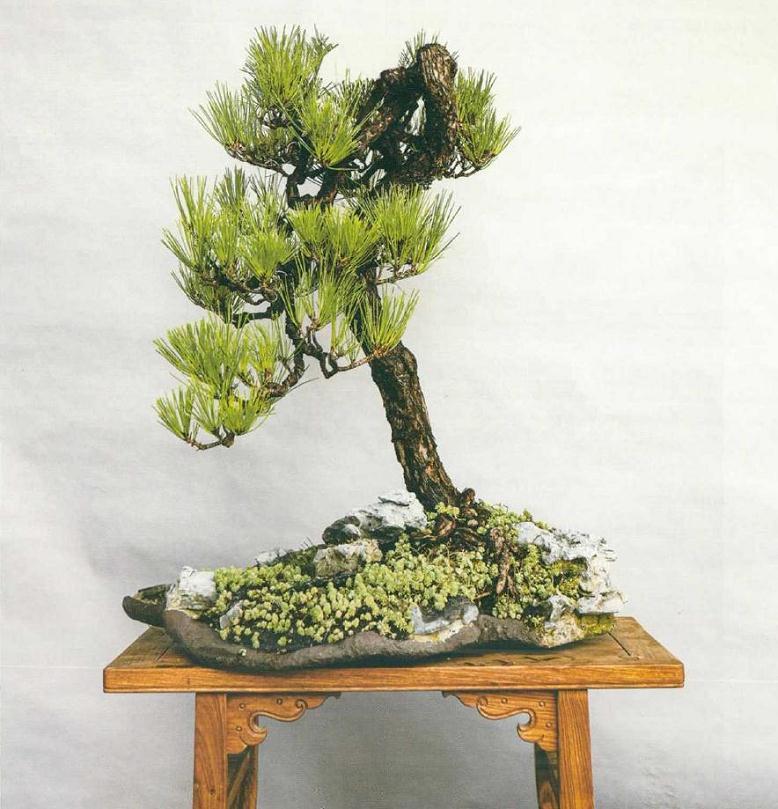 为什么说盆景具有残缺美 图片