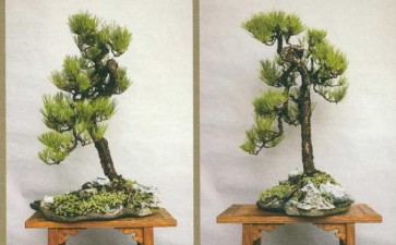 为什么说盆景具有残缺美 图片