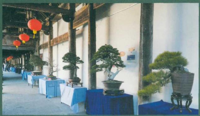 2021年 台州举办第十届盆景展