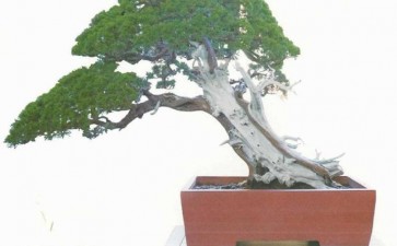 2021年 台州举办第十届盆景展