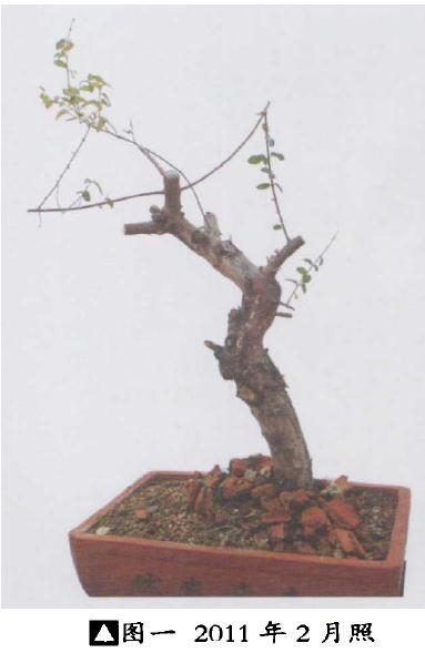 雀梅盆景怎么创作的纪录贴 图片