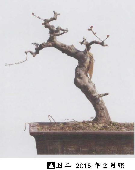 雀梅盆景怎么创作的纪录贴 图片