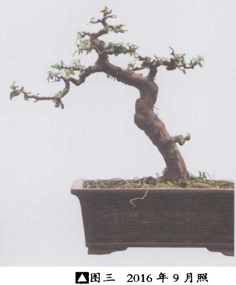 雀梅盆景怎么创作的纪录贴 图片