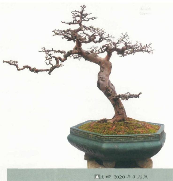 雀梅盆景怎么创作的纪录贴 图片