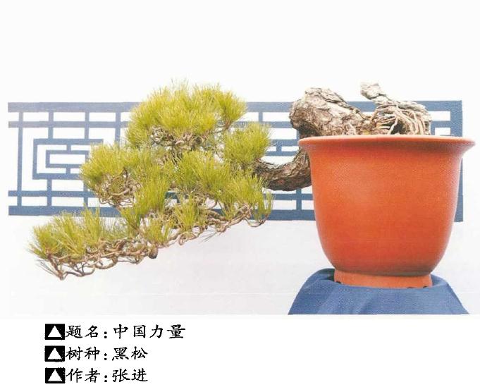 武汉沙龙举办第2届盆景展