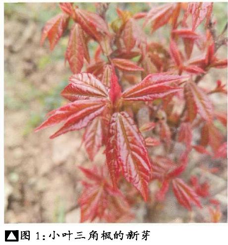 枫树盆景桩材怎么繁殖